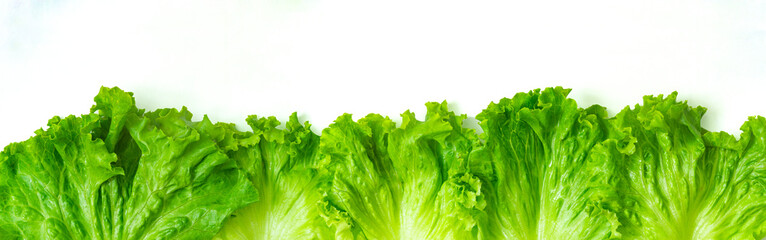 fresh green lettuce salad banner, high resolution panorama border