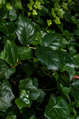 Ivy growing in a forest