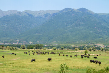 Greece, free buffalo at Lake Kerkini