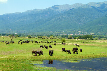 Greece, free buffalo at Lake Kerkini