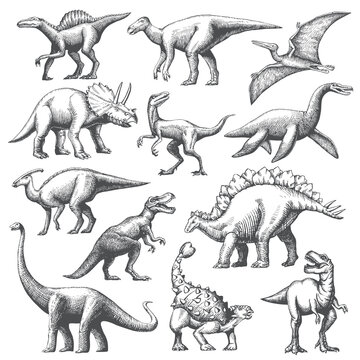 Dinosaur grafic hand drawn illustration set