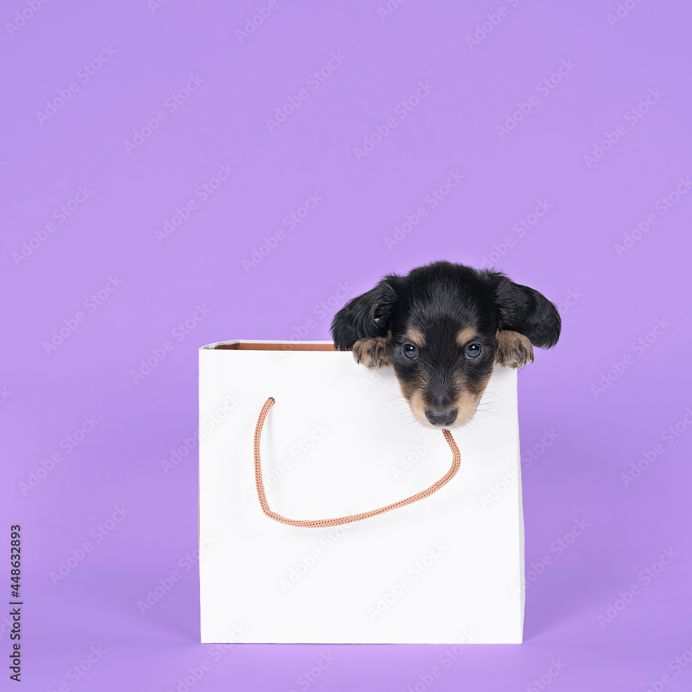 Wall mural One bi-colored and blonde longhaired  Dachshund dog pup in a shoppingbag isolated on a purple background