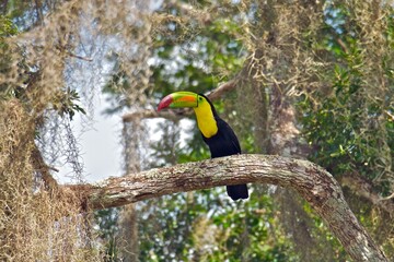 Tucán Real, Keel-billed toucan (Ramphastos sulfuratus) en bosque de Campeche, Calakmul, México, Península de Yucatán