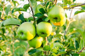 juicy ripe apples grow in an orchard on a branch of an apple tree with green leaves, close-up, evening time