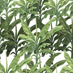 palm trees jungle plants banana palm watercolor hand drawn illustration. Patern seamless print textile vintage retro realistic style