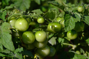 Close-up of unripe green ornamental, but edible, tomatoes on bushes in their natural environment and with natural light - direct sunlight.