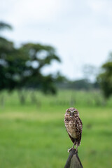 Owl on the grass
