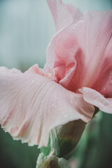Pastel Pink Iris in Water Dew Droplets