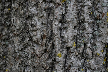 bark of an old tree