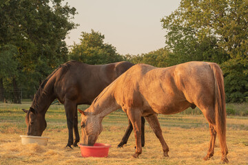 Two horses eating grain from tubs 