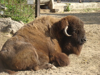 american bison in the park