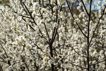 Close-up of blossoms and branches of flowering fruit trees, probably apple or cherry trees, Weserbergland, Lower Saxony, Germany.