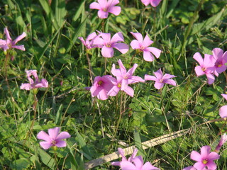 pink flowers in the garden