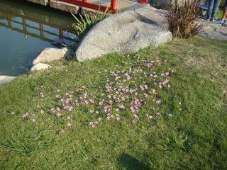 flowers on the river