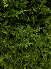 yellow cypress texture