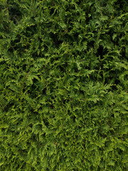 Green wall