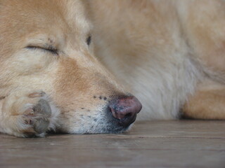 dog sleeping on the floor