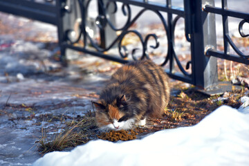 hungry stray tricolor cat outside