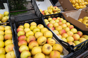 yellow apples in a box