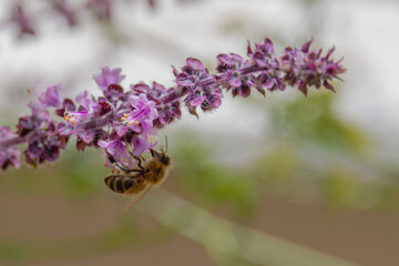 Biene an der Blüte vom Basilikum
