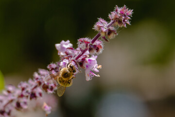Biene an der Blüte vom Basilikum