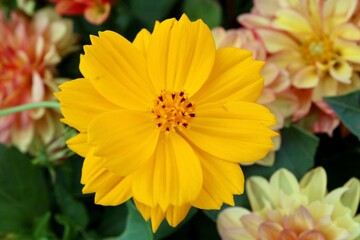 Yellow Cosmo flower in the garden 