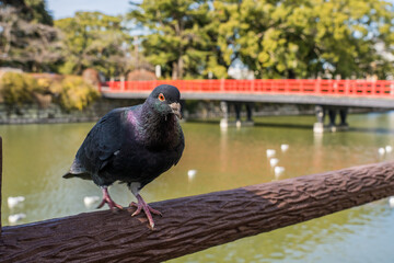 Pigeon perched by Gakubashi Bridge in Odawara Castle grounds, Japan.