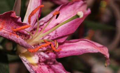 Thriving Pastel Pink Lily Flower