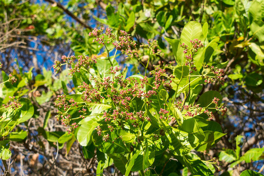 Cashew tree (Anacardium occidentale) with flowers in Oeiras, Piaui (Northeast Brazil)