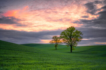 Fototapeta na wymiar Landscape of rural, spring fields with sown green goods, Poland