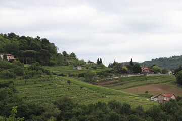 Natural landscape with grapevine rows in vineyards green fields in Italy