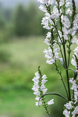Flowering plant Physostegia virginiana alba. Garden plant with white flowers.