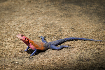 Colourful Agama
