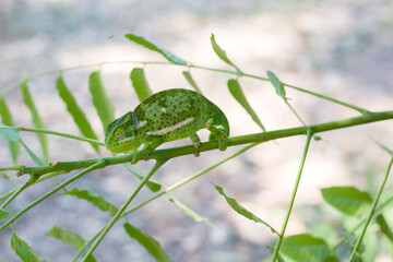 Lone Chameleon