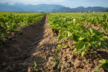 Fototapeta na wymiar Green cultivated organic potato field on sunlight