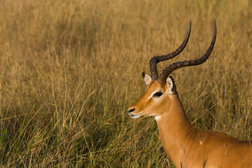 Gazelle in evening light