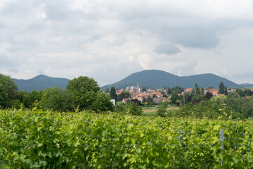 Fototapeta na wymiar Blick auf ein Winzerdorf in der Pfalz