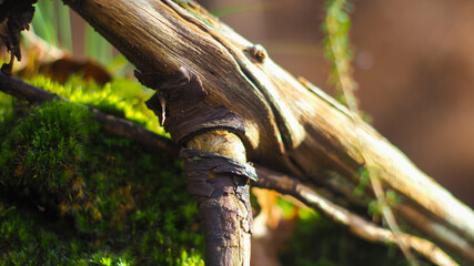 Macro de petits éléments naturels (aiguilles, branches de pins, écorce de bois), dans la forêt des Landes de Gascogne