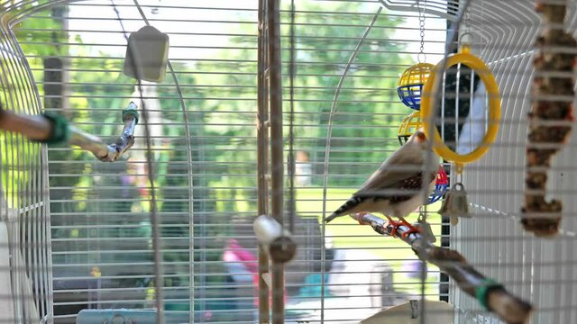 a colorful lovebird grey yellow bird zebra finch, Taeniopygia guttata, in cage sittind on tree branch