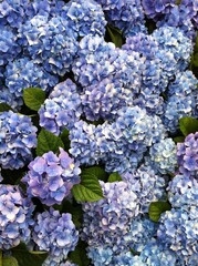 수국 Bigleaf hydrangea