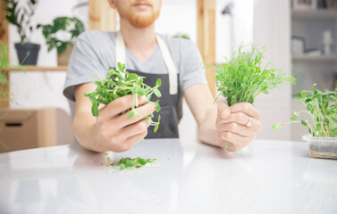 Closeup fresh raw microgreen baby sprouts beans pea and sunflower on hand farmer