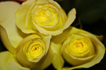 Three Colorful and Bright Yellow Roses