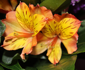 Blooming Gold Alstroemeria Flowers