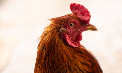 Gallo macho alfa
