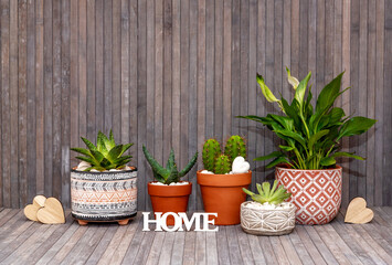 Potted cacti. Home decor. Text House.