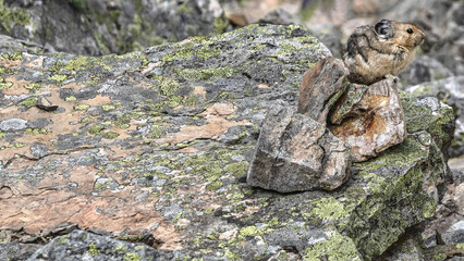 An american pika rests on a slate of moss covered rock