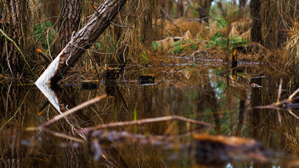 Vue rapprochée sur des petits éléments naturels (telles des souches, des écorces, ou des branches d'arbre) composant la forêt des Landes de Gascogne