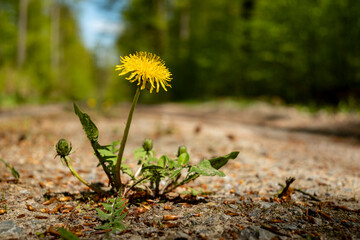 Close up of a dandelion (Taraxacum) in bloom on a forest road, near Polle, Weserbergland, Lower Saxony, Germany.