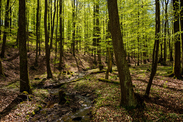 A small stream and trees with fresh green foliage in a beech forest in spring, near Polle, Weserbergland, Lower Saxony, Germany.