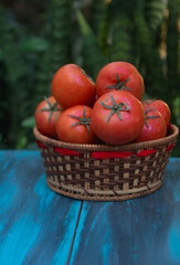 Cesta de tomates de la huerta